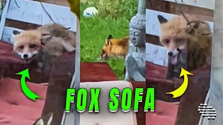 Playful Fox Wrecks Outdoor Sofa