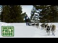 The Eagle Cap Extreme Dog Sled Race Is Oregon's Gateway To The Iditarod