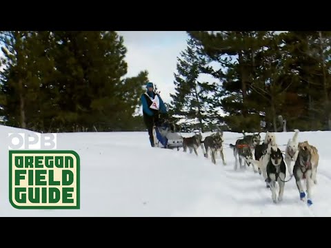 The Eagle Cap Extreme Dog Sled Race Is Oregon's Gateway To The Iditarod