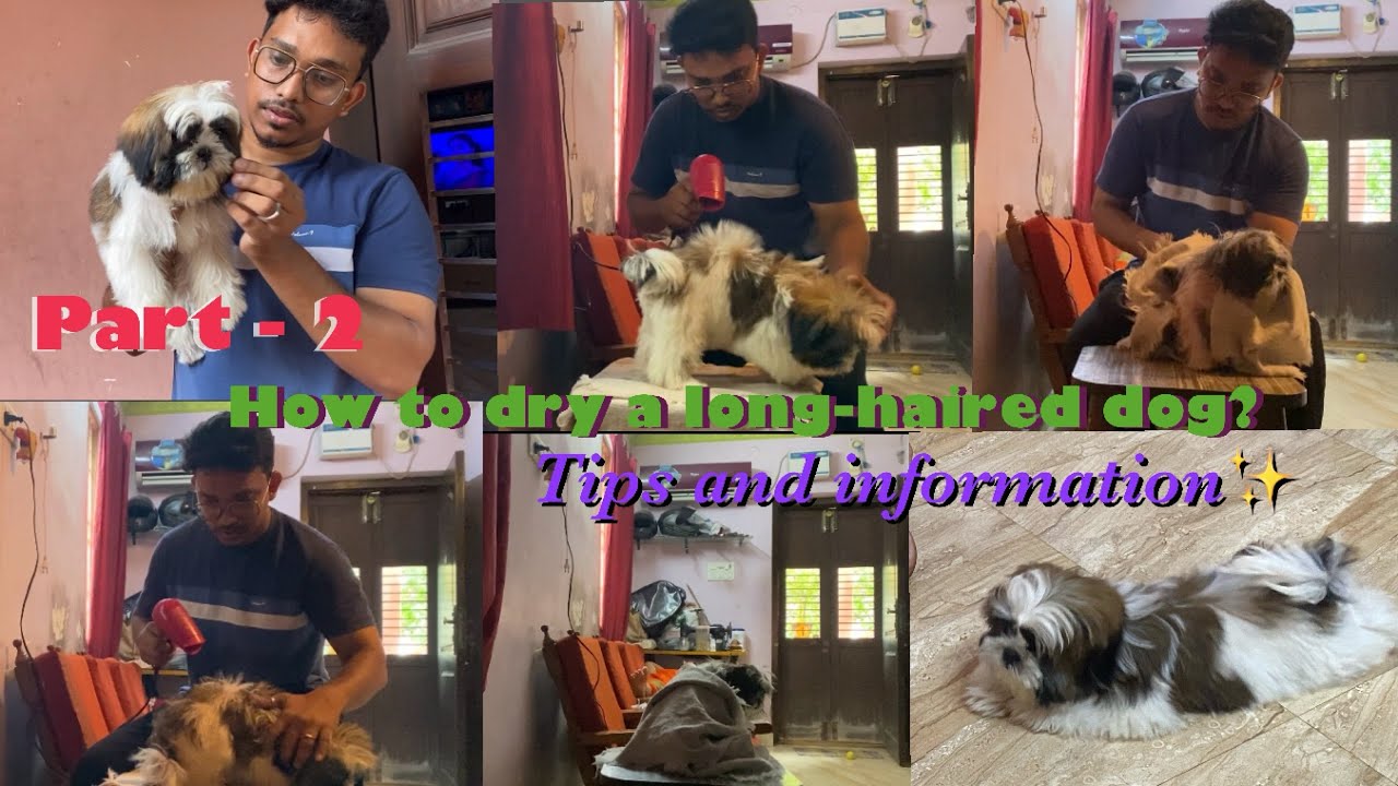 To dry a long-haired dogs ✨👉 