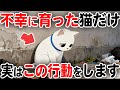絶対やめて！不幸に育った猫がする行動【猫雑学】