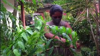 Thank you Seeya ! (Grandfather) Spondias dulcis known commonly as ambarella (ඇඹරැල්ලා) in Sri Lanka.