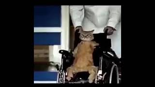 Download Lagu R.i .P yellow cat 🐈 🥺💦 MP3 Download Lagu R.i .P yellow cat 🐈 🥺💦 MP3