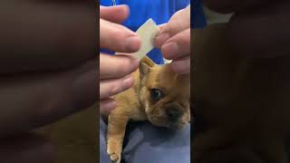 How to tape puppy ears so they stand up