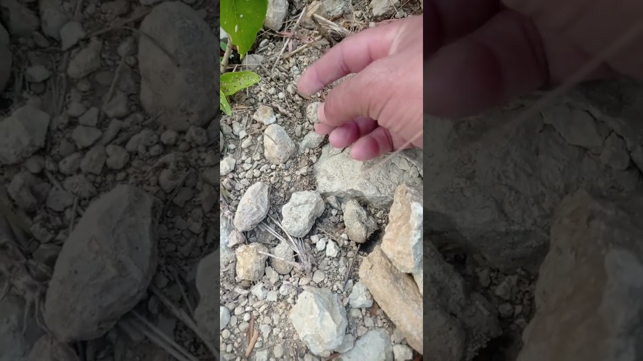 Fossil Hunting||Brachiopod Fossil 