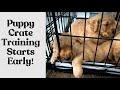 Puppy Crate Training Starts Early! Puppy Diaries: Day 25 of 56