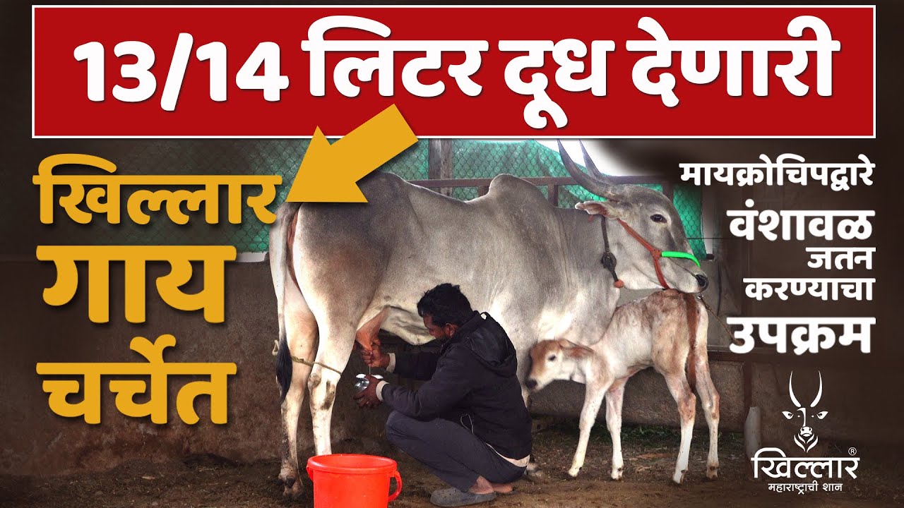 300 ते 500 रुपये लिटर गाईच्या दुधाला मागणी - अविनाश शिंदे, निघोज | Khillar Maharashtrachi Shaan 2026