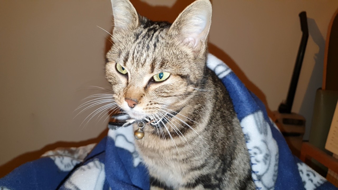 Kitty getting ready to sleep 🐱💤