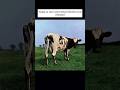 Today in 1970 Atom Heart Mother was released. #PinkFloyd #AtomHeartMother #FYP #Anniversary