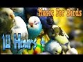 10 hours  calming music for birds  budgies  relaxing music to tame your birds 3