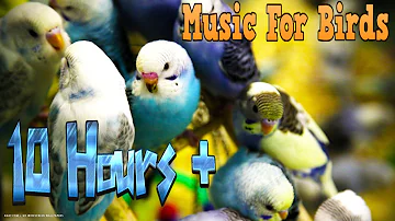 10 Hours+ || Calming Music For Birds || Budgies || Relaxing Music to Tame your Birds #3