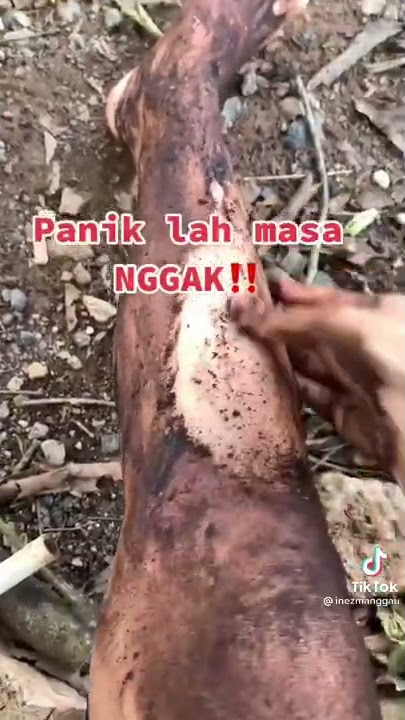 cara buat masker wajah 2 bahan susu beruwang dan kopi