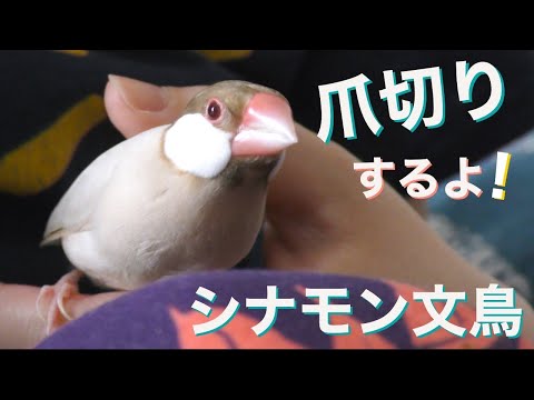 手のり文鳥の爪切り〜シナモン文鳥 ベーグル（♂）の場合〜 #272