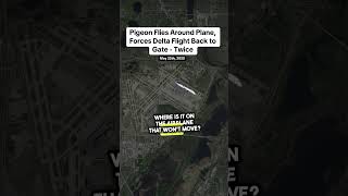 Pigeon Flies Around Plane, Forces Delta Flight Back to Gate — Twice