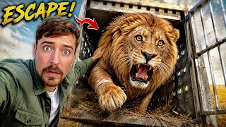I Saved 1,000 Animals From Dying