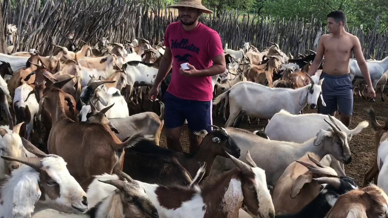 Curando a cegueira dos caprinos com leite de pinhão e sal ( ASSIM FAZIA ...