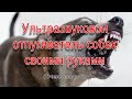 Ультразвуковой отпугиватель собак своими руками.