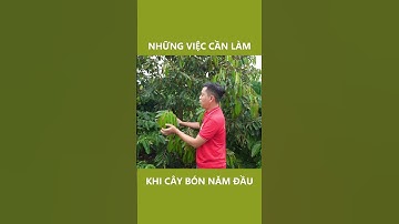 Những việc cần làm khi cây sầu riêng  bói năm đầu | Nông Nghiệp Tây Nguyên TKA