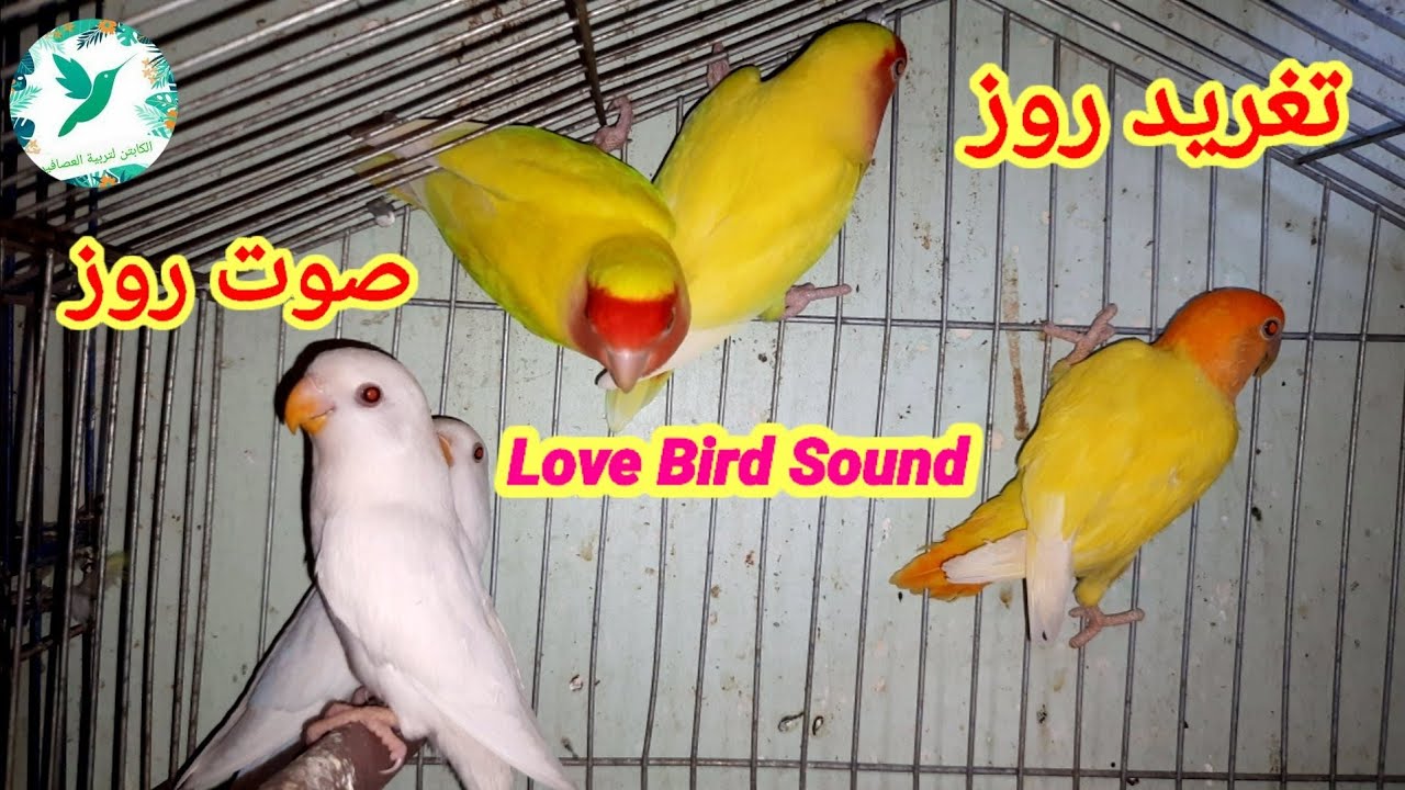 #lovebirds#Sound/Lovebirds song 