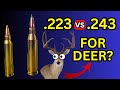 223 vs 243 for deer hunting