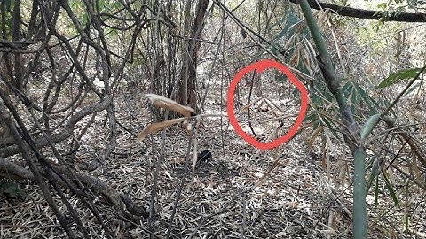 ต่อไก่ป่ายามสวย Dib qaib qus tav su tuaj zoo heev 25-01-2022