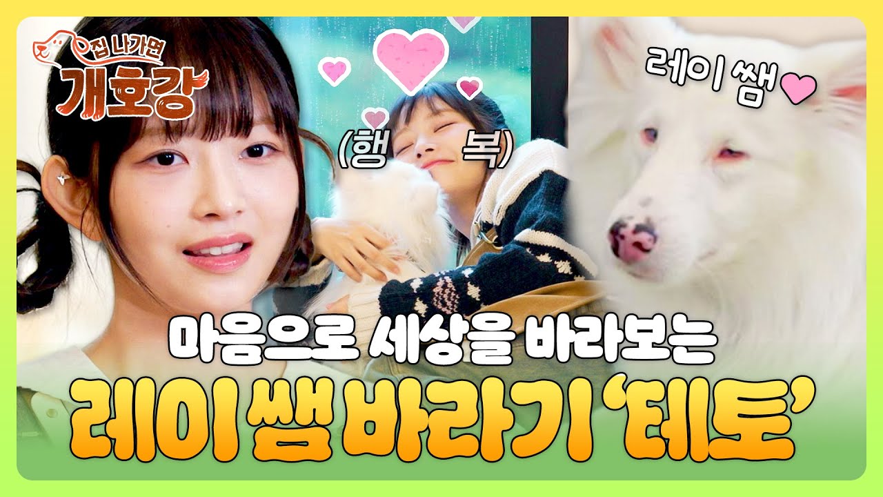 ((감동)) 시청각 장애가 있는 강아지 '테토'와 능숙하게 교감하는 레이 쌤🥰 | 집 나가면 개호강 3회 | JTBC 250608 방송