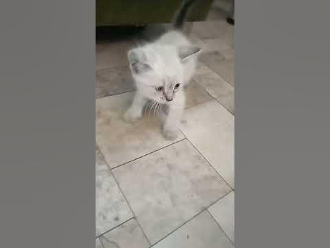 Кошечка девочка - YouTube