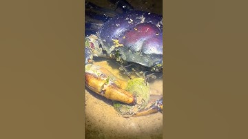 Gặp cá lóc và cua bị tật #shorts #short