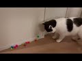 うにvsねこ