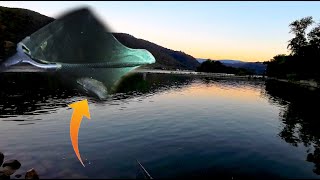 Angeln Am Rhein Auf Rapfen Mit Naturköder