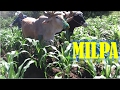 un dia segundando la milpa en la Mixteca, Oaxaca 🌽 🍇 🌎 🌾