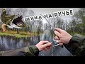 6 Щук на ручье. Попал на Жор Щуки.