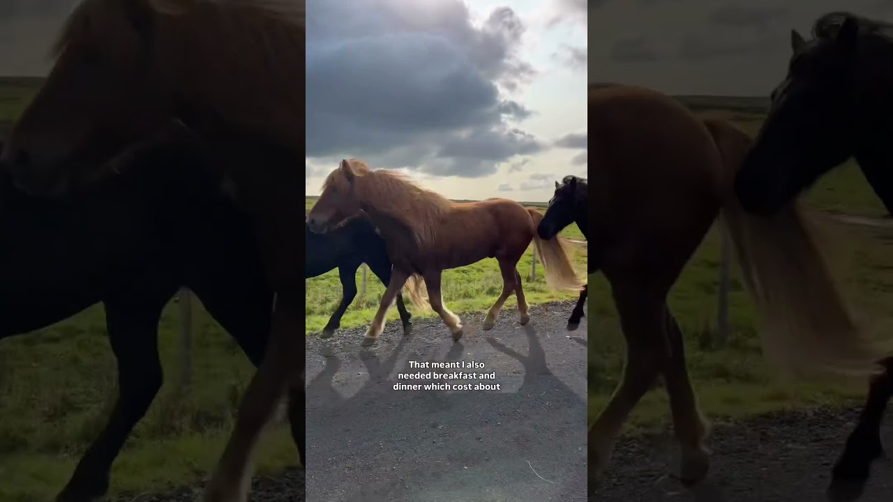 How much I spent on a horse riding holiday in Iceland🇮🇸 