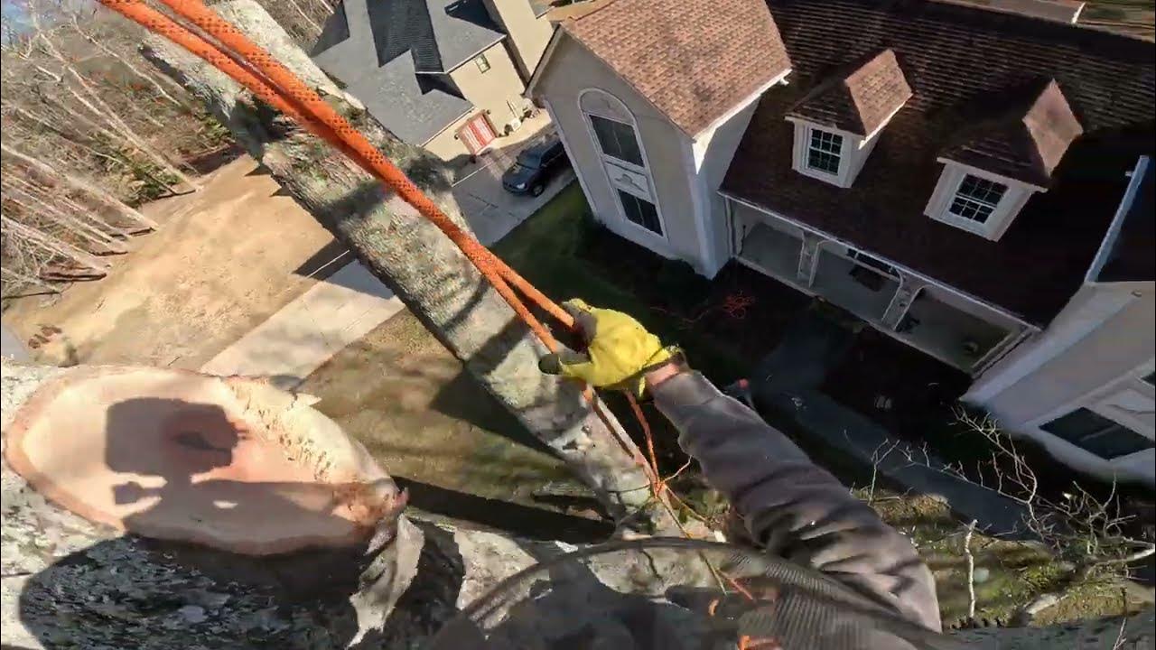 Removing oak tree next to house Pt.2 (RAW FOOTAGE) YouTube