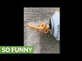Dog chews on can of squeeze cheese, causes hilarious malfunction Dog chews on can of squeeze cheese, causes hilarious malfunction