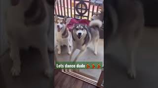Siberian Husky | Happy Dog #siberianhusky #husky #huskylovers #happydog #dance