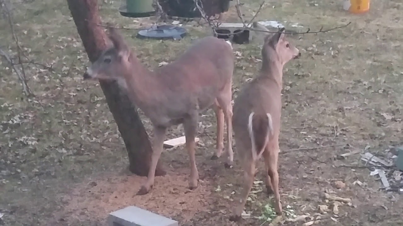 doe taguchi method Thief! Deer Raiding Feeder in Broad Daylight!