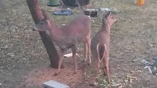 Thief!   Deer Raiding Feeder in Broad Daylight!
