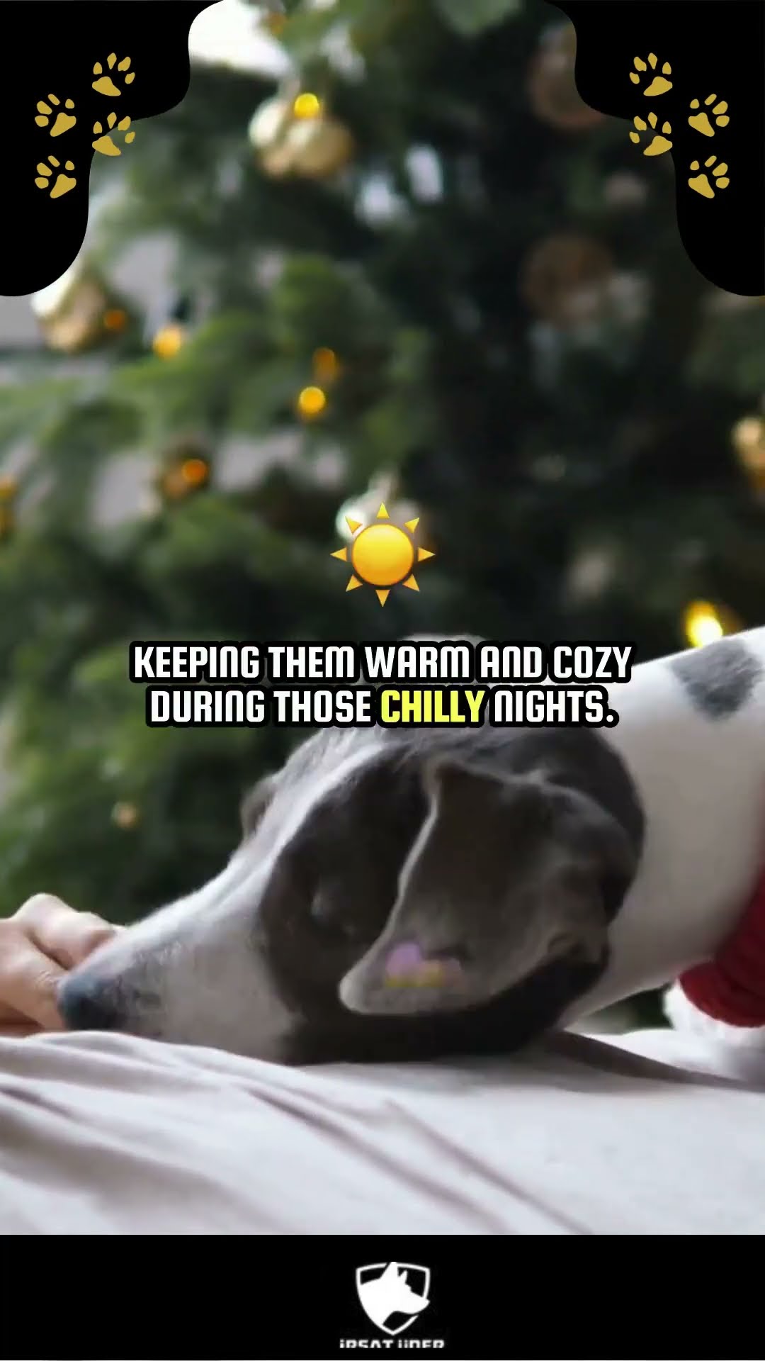 How dogs sleep