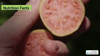 The Amazing Health Benefits of Guava