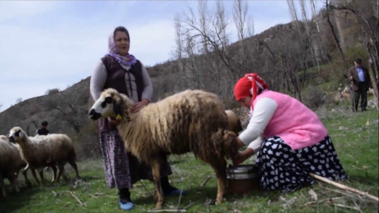 İNTERNETTE TIKLANMA REKORLARI KIRAN VIDEO#KÖY YAŞANTISI# dertli#eski #sivas #Tozanlı# Türkü#yayla