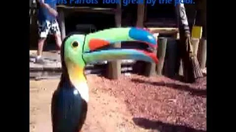 Parrot Tucan Wood Carving Don Holifield