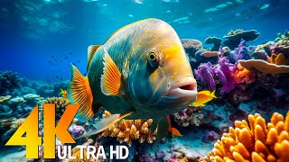 Ocean 4K  Sea Animals for Relaxation, Beautiful Coral Reef Fish in Aquarium (4K Video UHD) #79