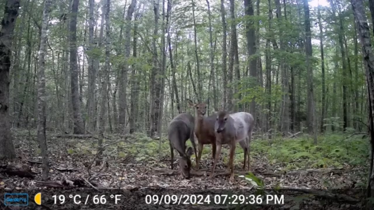Possum Camera Our Backyard Animals Trail Camera Videos - Possum climbs a tree ...