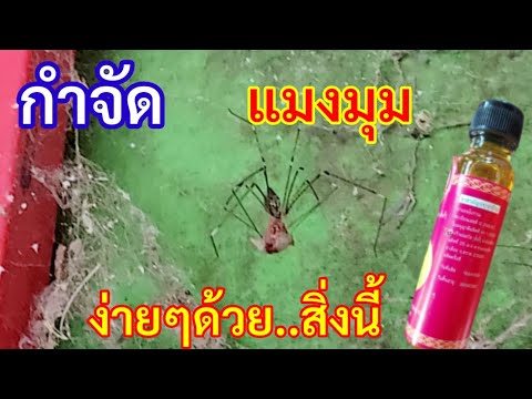 วีดีโอ: วิธีที่ดีที่สุดในการฆ่าแมงมุมในบ้านของคุณคืออะไร?