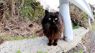 恥ずかしがり屋な長毛黒猫ちゃんがカワイイ声で話しかけてきた