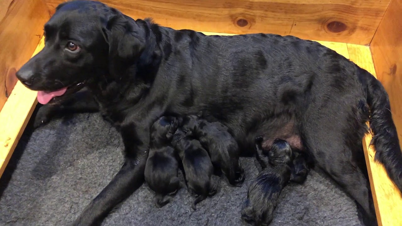 Nellie Newborn British Labrador Puppies