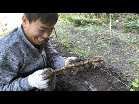 2025.11　氷見に帰って自然薯の収穫だ
