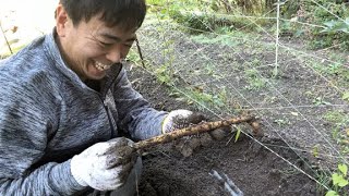 2025.11 氷見に帰って自然薯の収穫だ