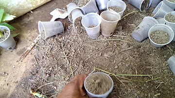 Como tirar muda da agave azul?